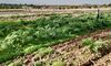 Torta del Casar prev plantar 18 hectreas de cardo para asegurar la produccin del queso