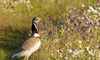 Preocupacin de SEOBirdLife por daos de productos antiparasitarios en zonas ganaderas